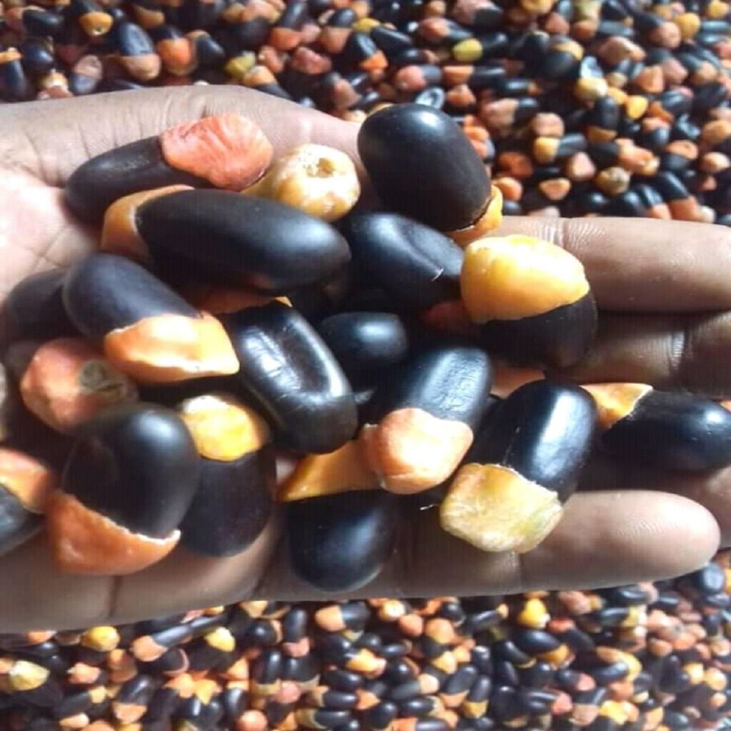africana afzelia seeds