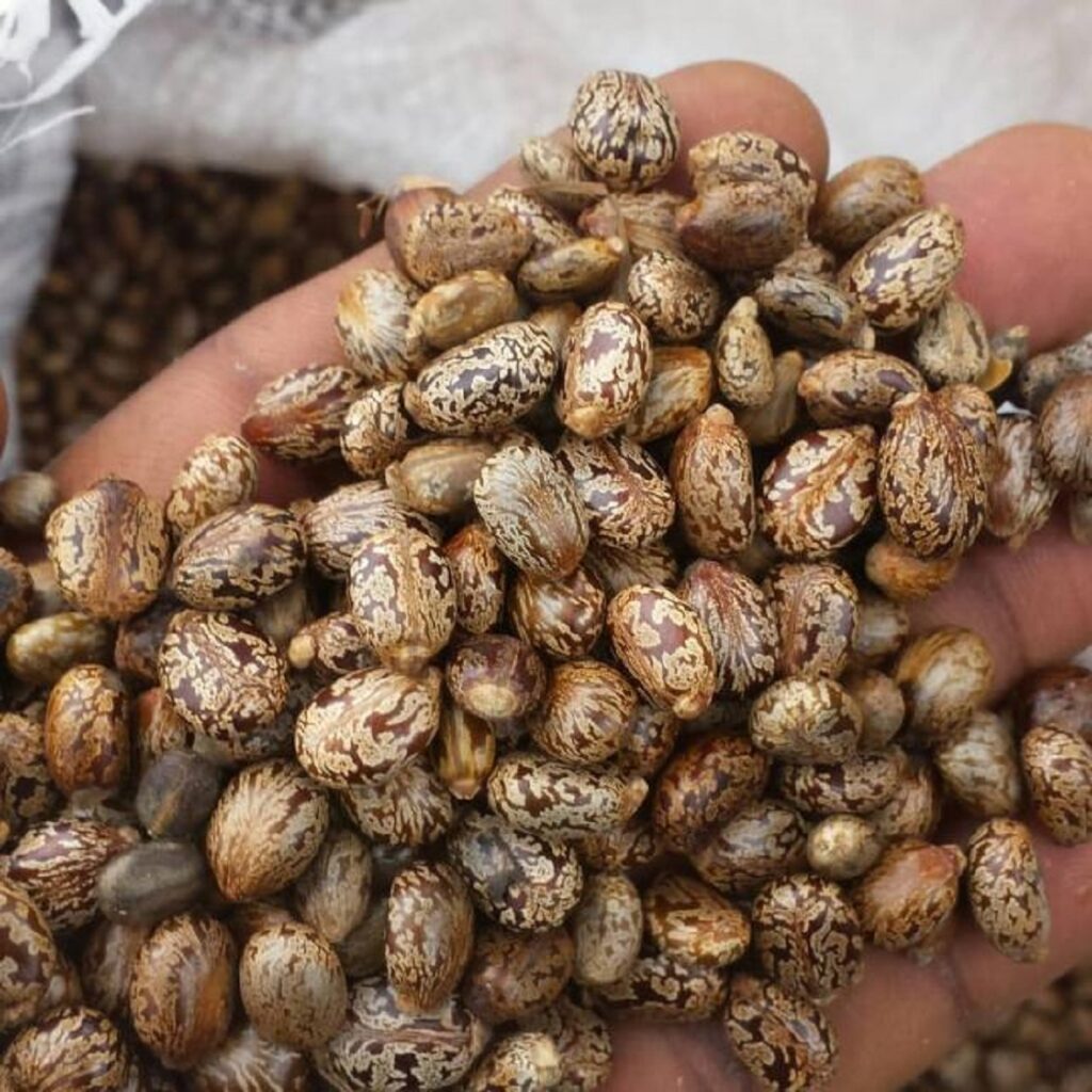brown castor oilseeds