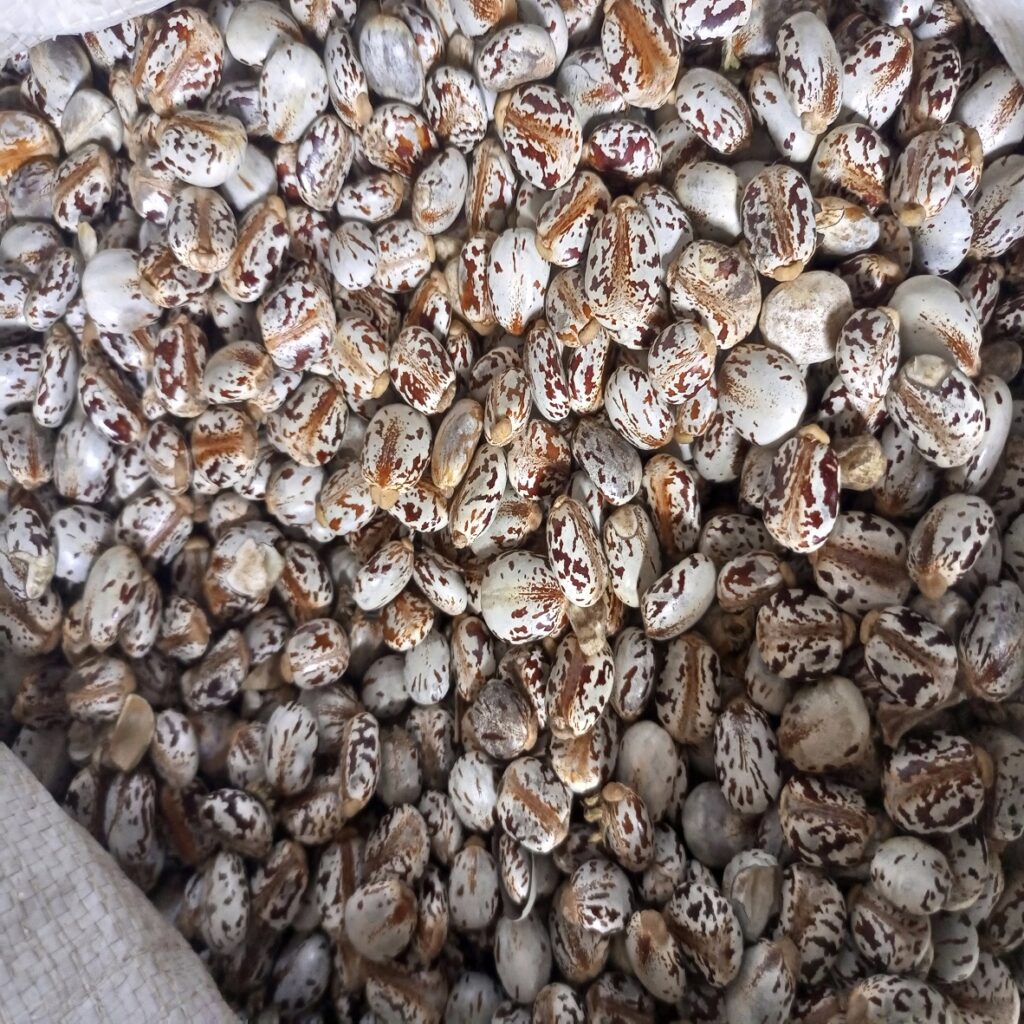 castor oilseeds