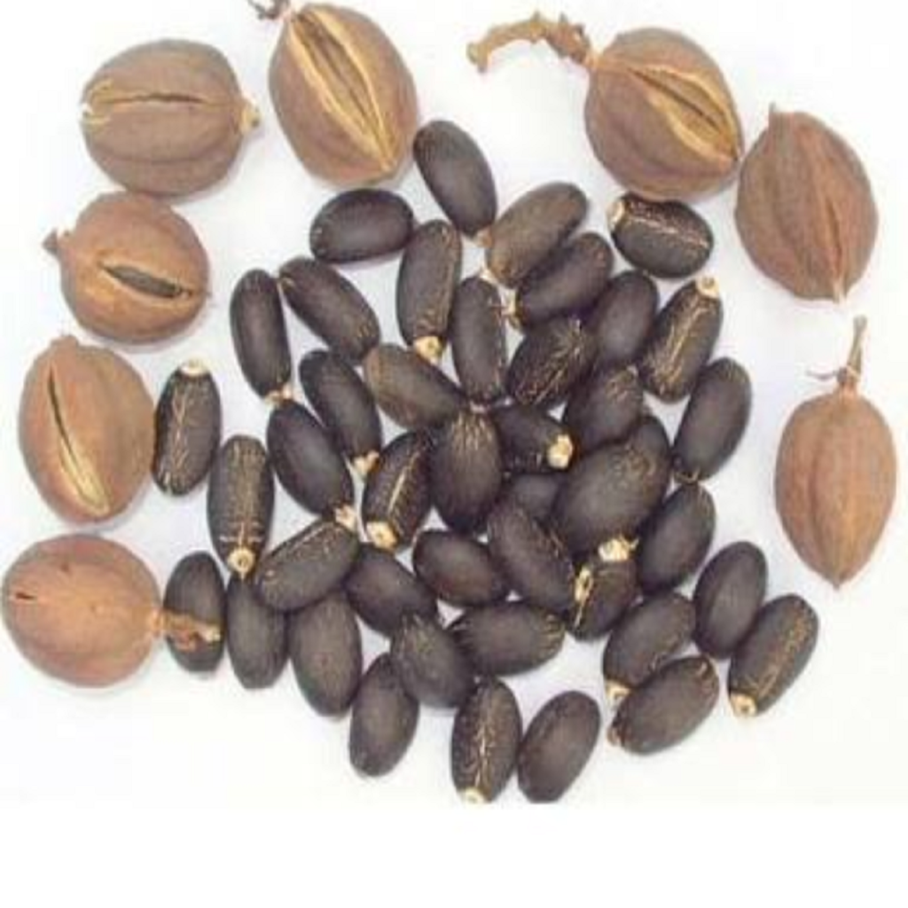 jatropha seeds