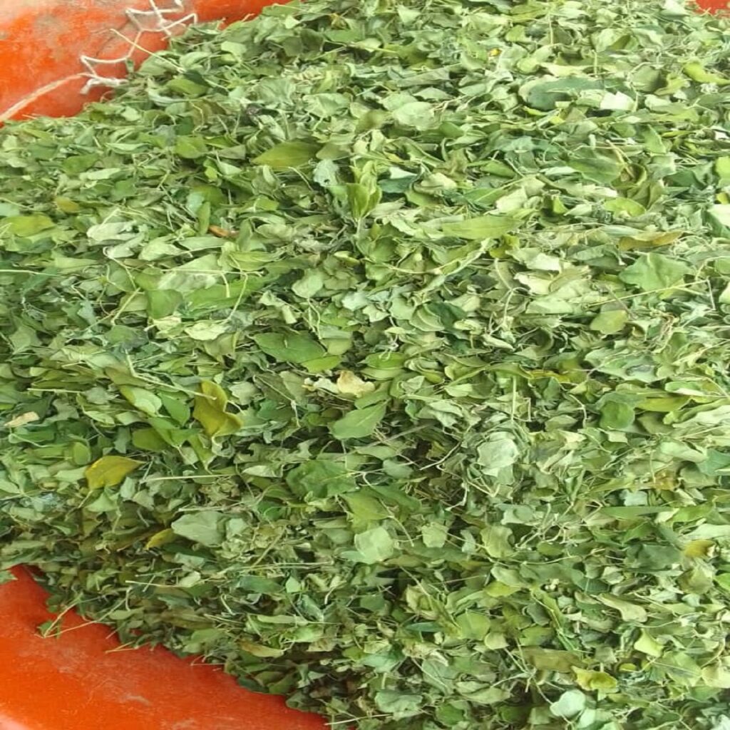 moringa leaves