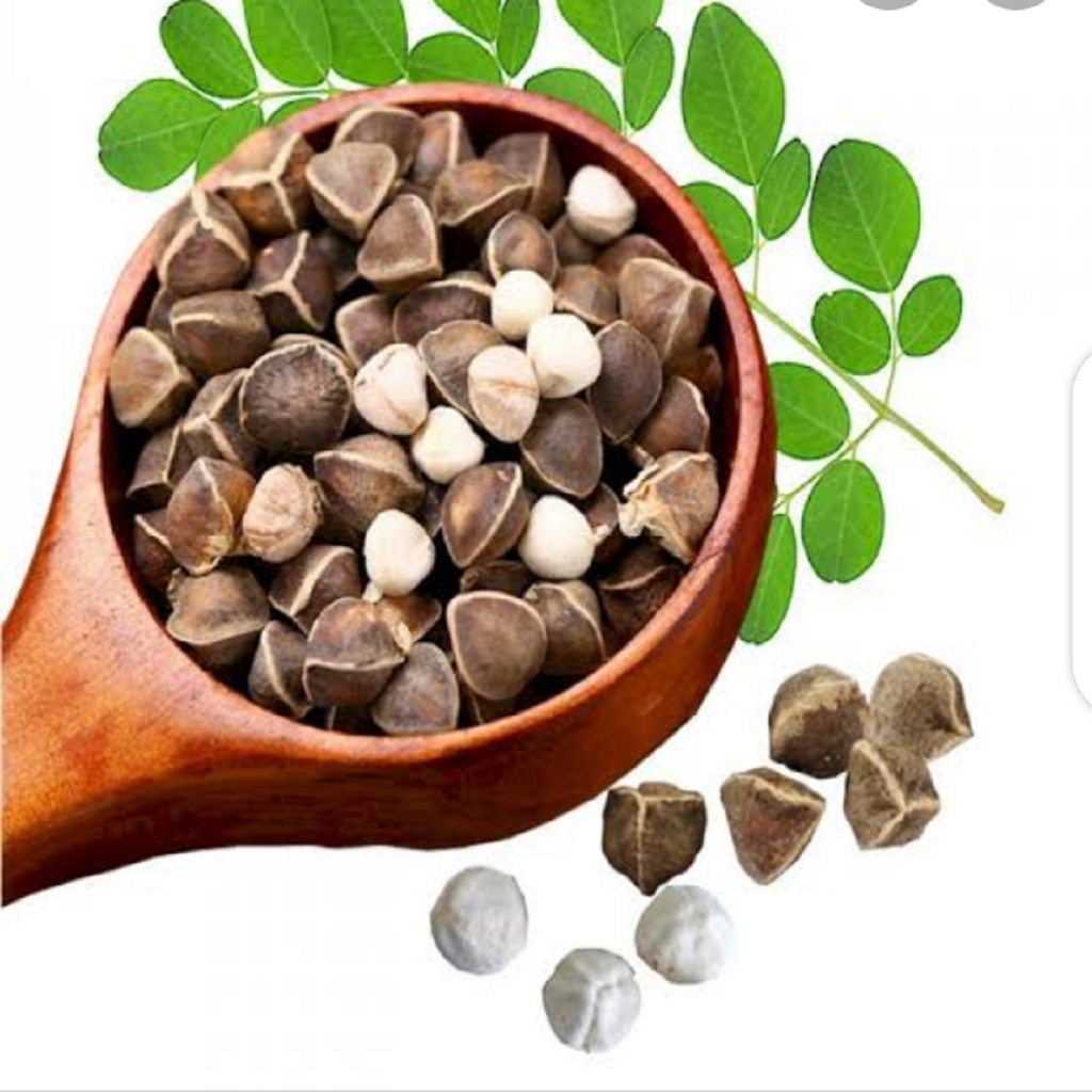 moringa seeds