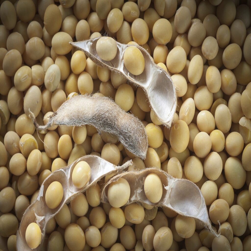 soybeans