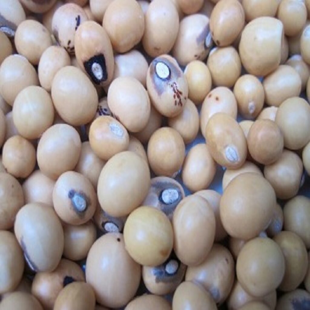bambara nut